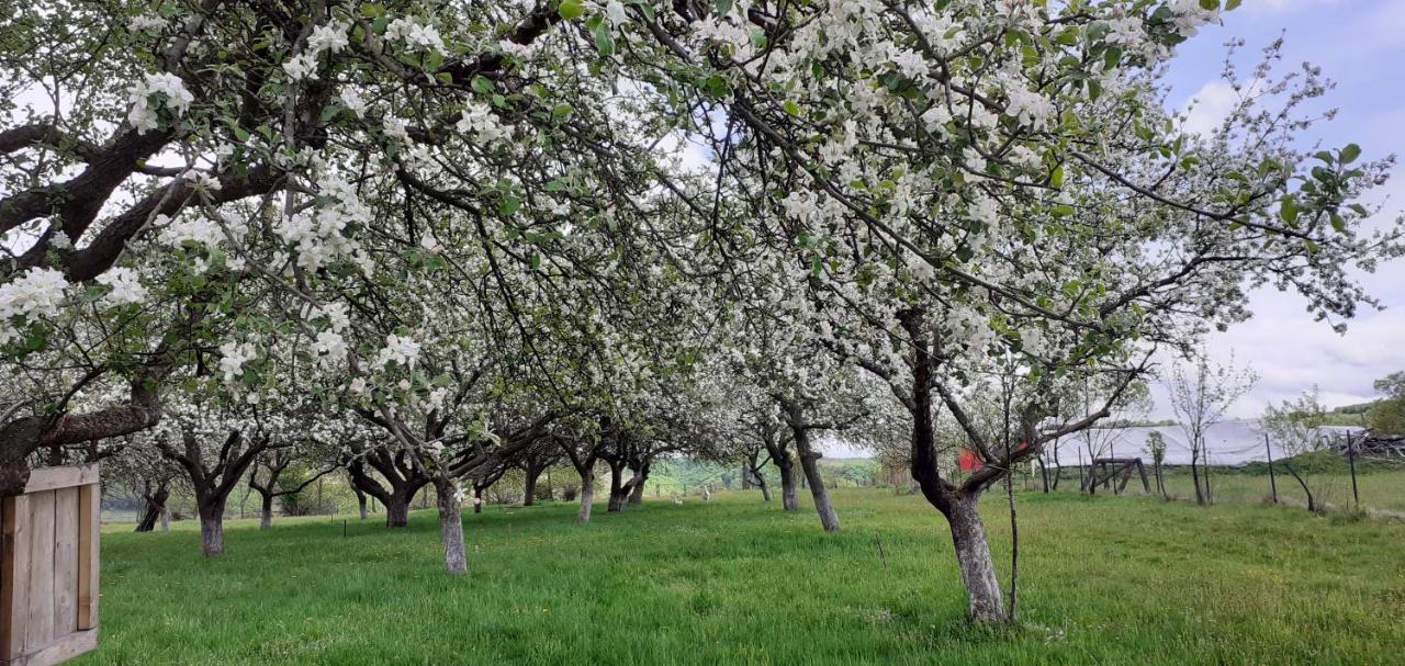 Pensiunea Agroturistica Ica Valea Drăganului Exterior foto