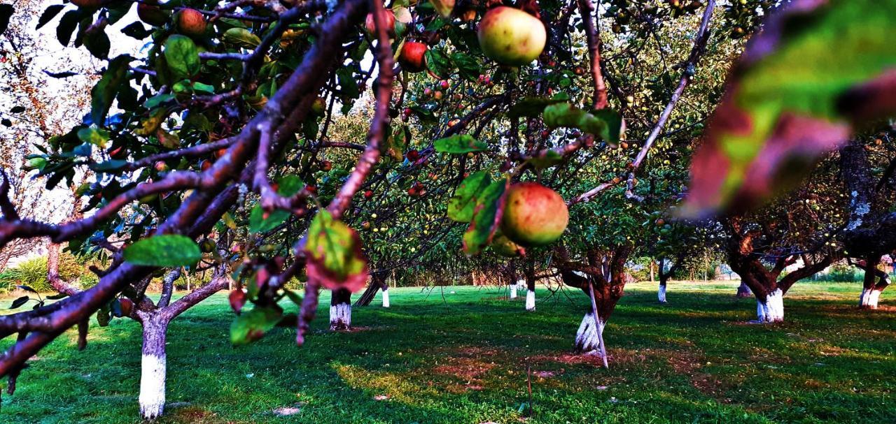 Pensiunea Agroturistica Ica Valea Drăganului Exterior foto