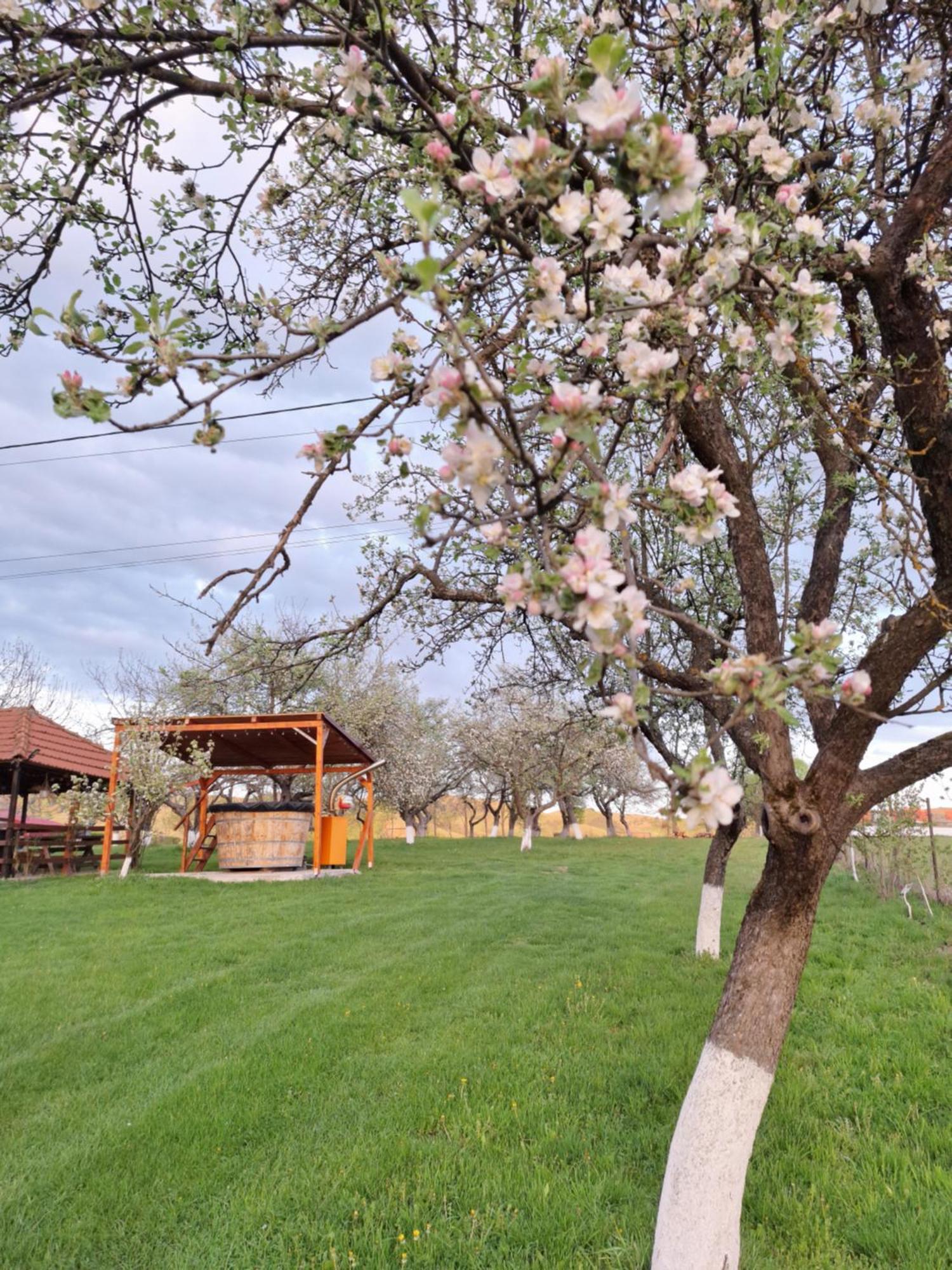 Pensiunea Agroturistica Ica Valea Drăganului Exterior foto