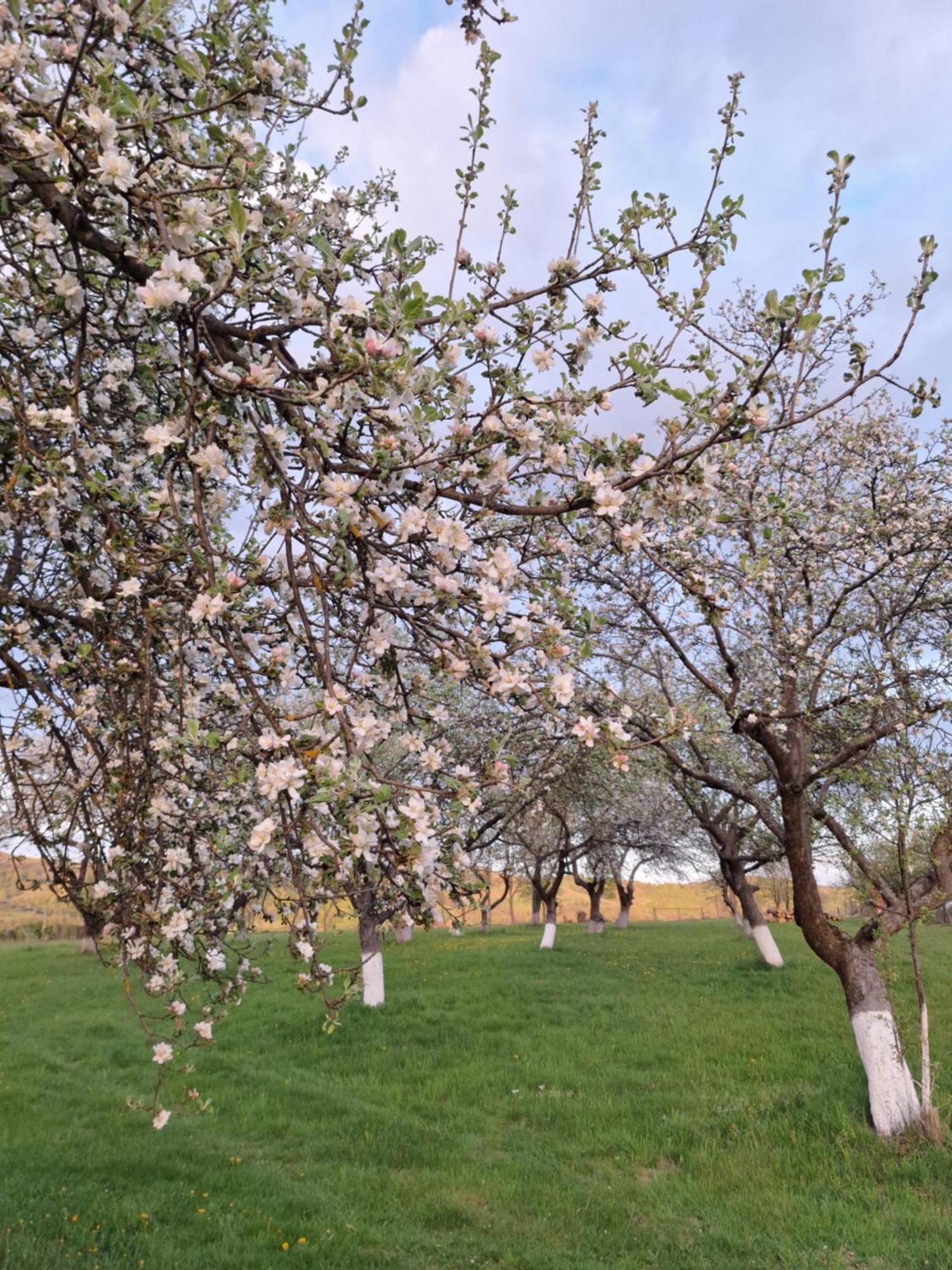 Pensiunea Agroturistica Ica Valea Drăganului Exterior foto