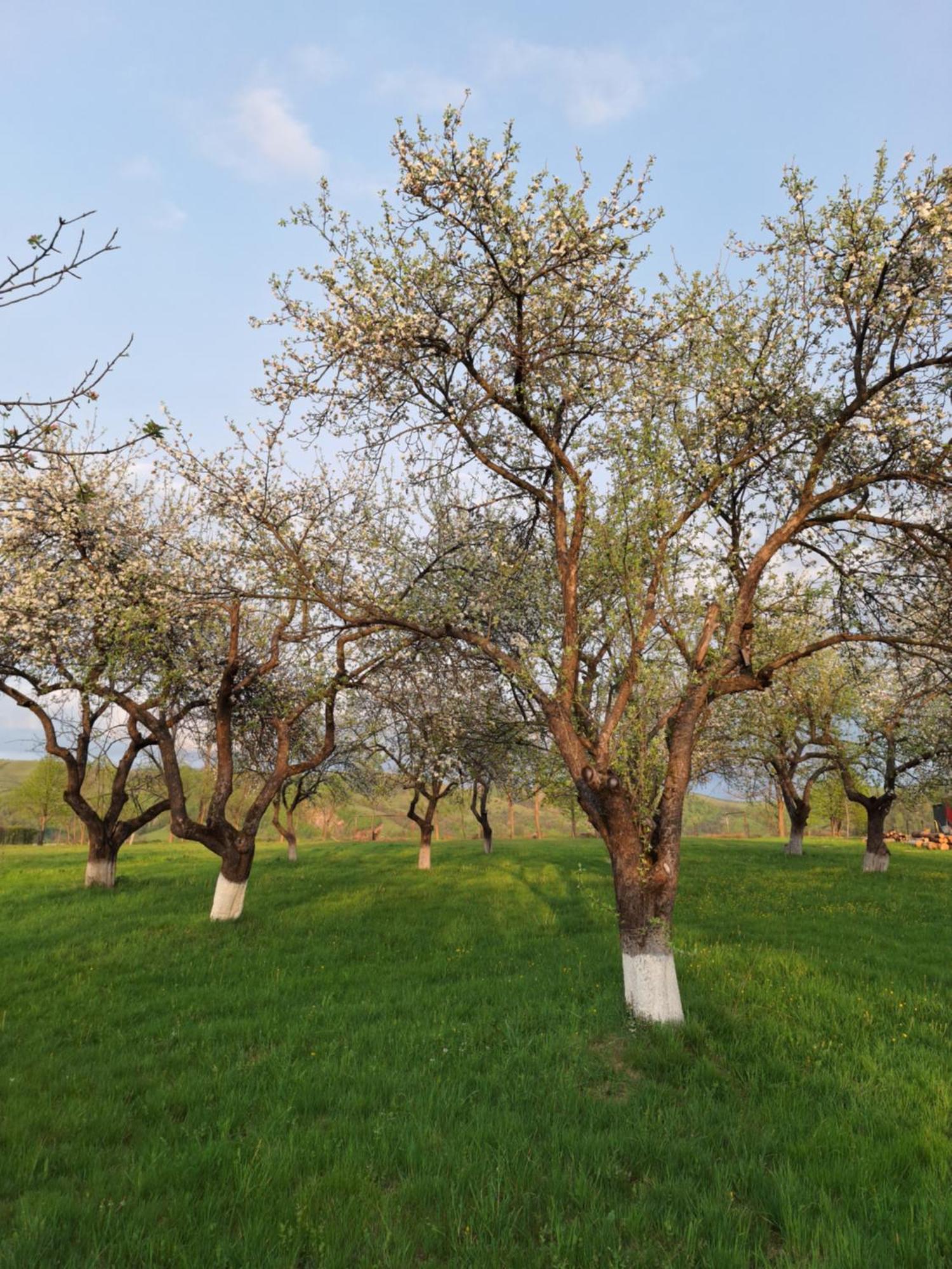 Pensiunea Agroturistica Ica Valea Drăganului Exterior foto